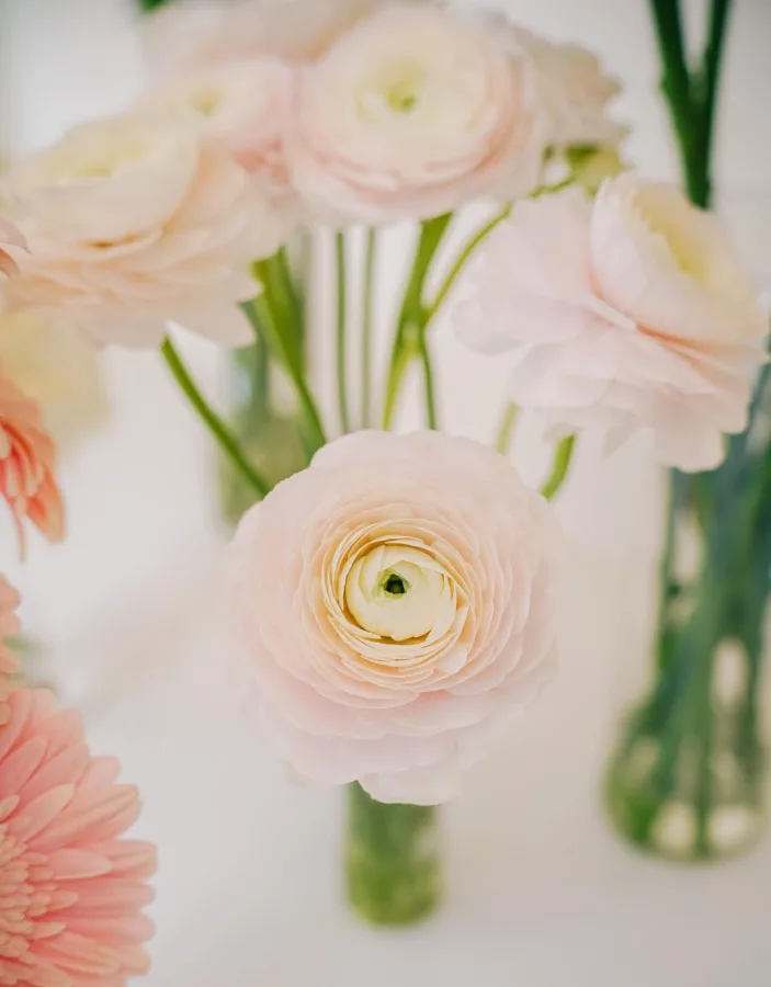 cvijece21 fiorestudio biograd