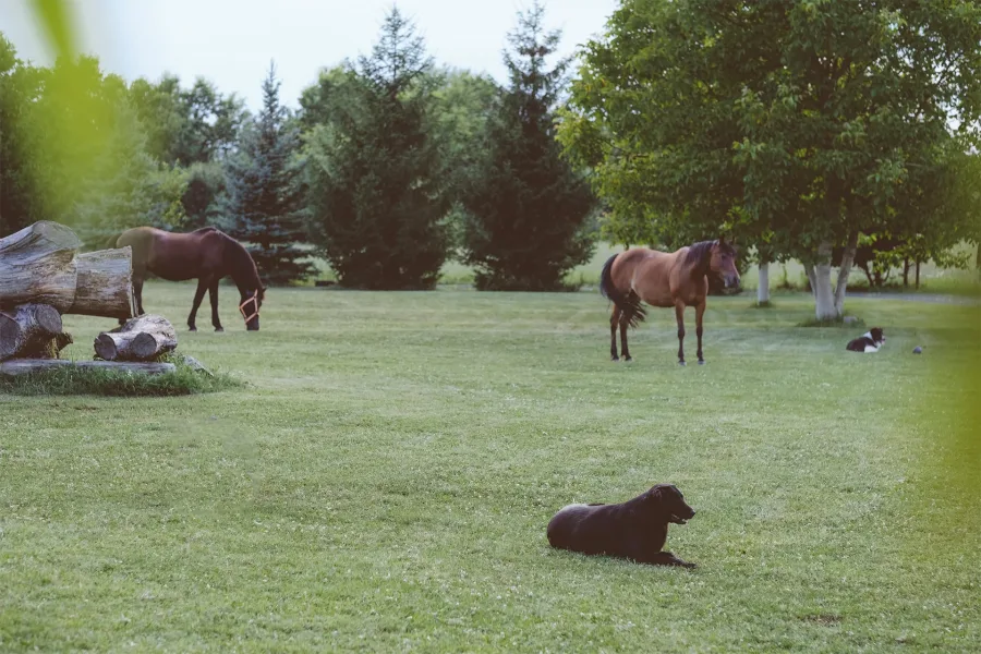 Konji i životinje u prirodi na Ranchu Kurilovec.